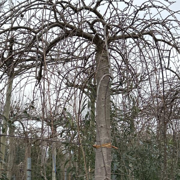 Prunus subhirtella 'SNOW FOUNTAIN'