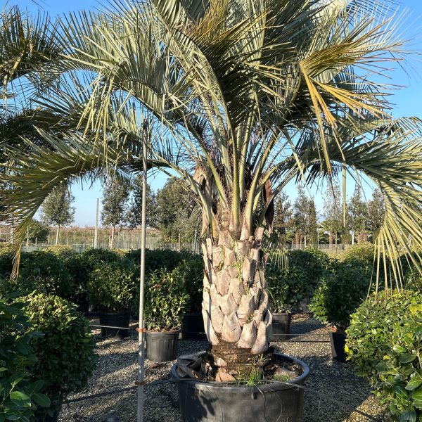 Butia capitata (Cocos australis)