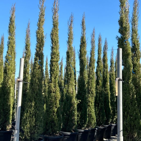 Cupressus sempervirens 'Pyramidalis' (Stebrasta cipresa)