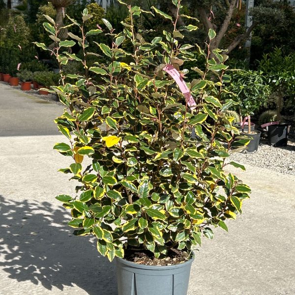 Elaeagnus ebbingei 'Viveleg' (Navadni oman Marela)