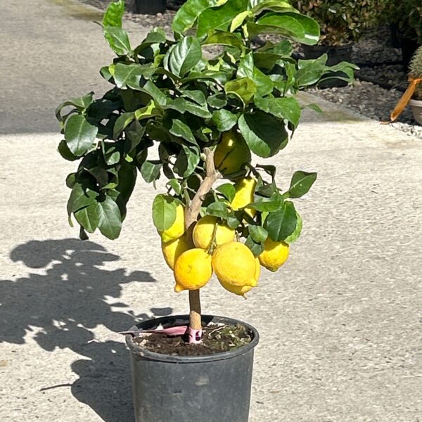 Citrus × LIMON