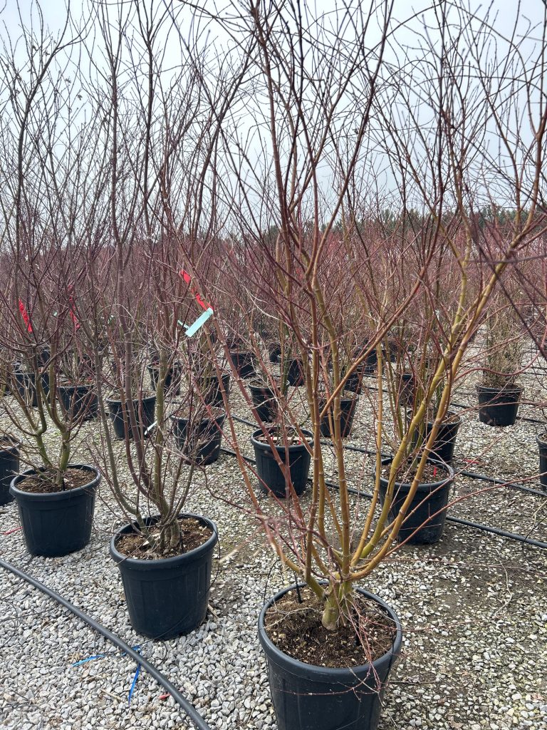 Acer palmatum (Pahljačasti javor)