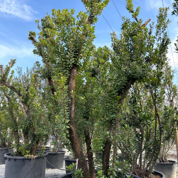Arbutus unedo (Navadni jagodnjak)