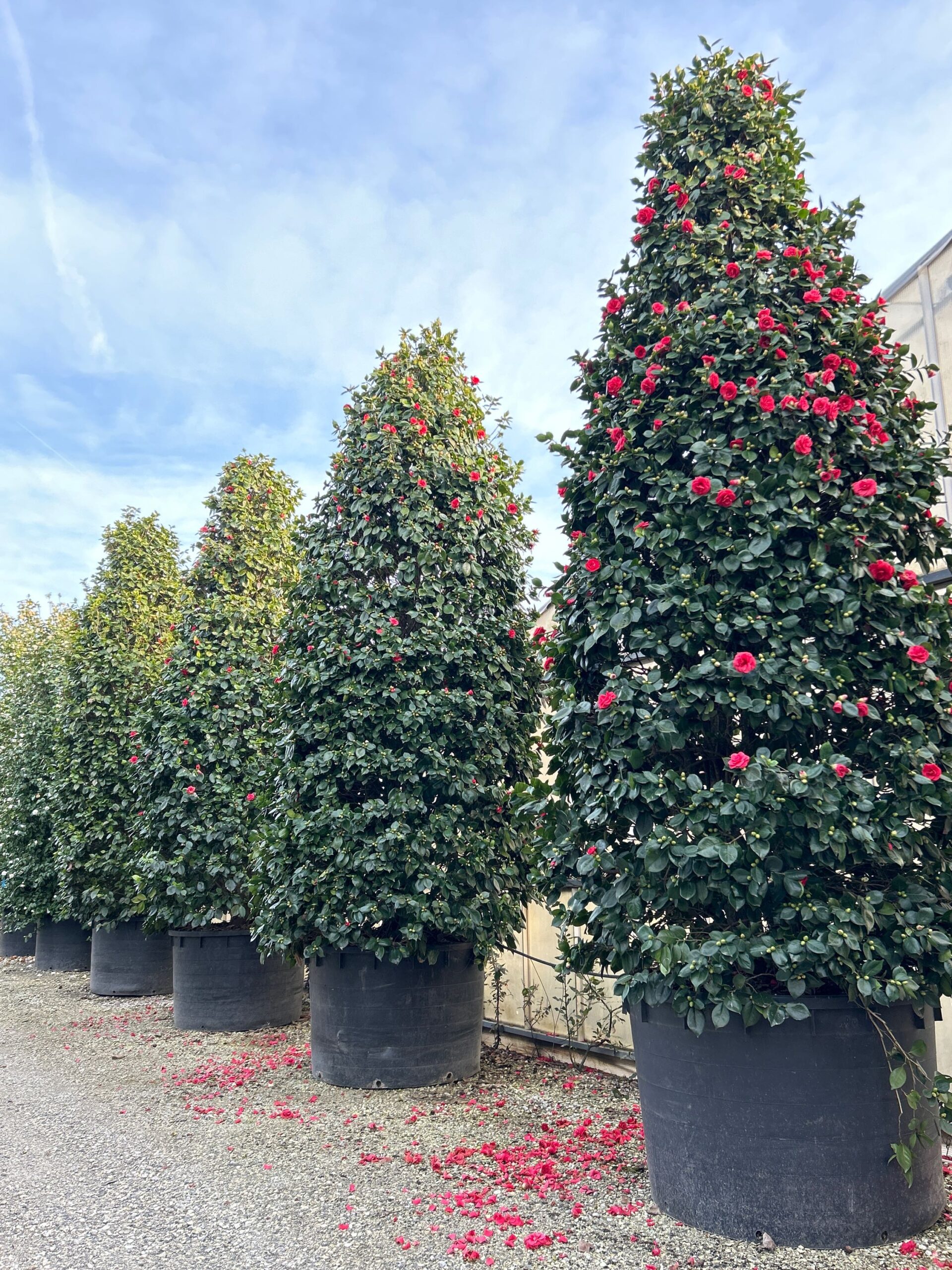 Camellia japonica 'GLOIRE DE NANTES' Camellia japonica 'GLOIRE DE NANTES' - slika 1