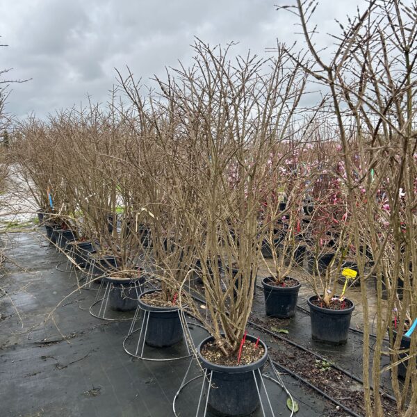 Euonymus alatus (Krilata trdoleska)