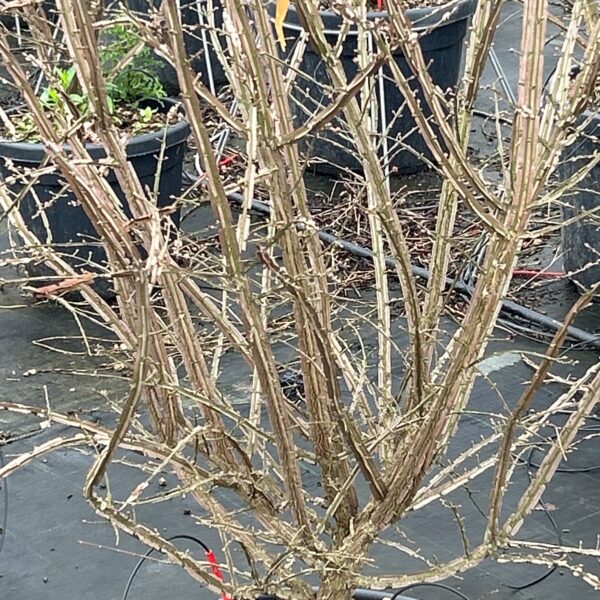 Euonymus alatus (Krilata trdoleska)