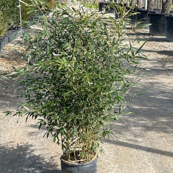 Bambusa phyllost 'AUREA'