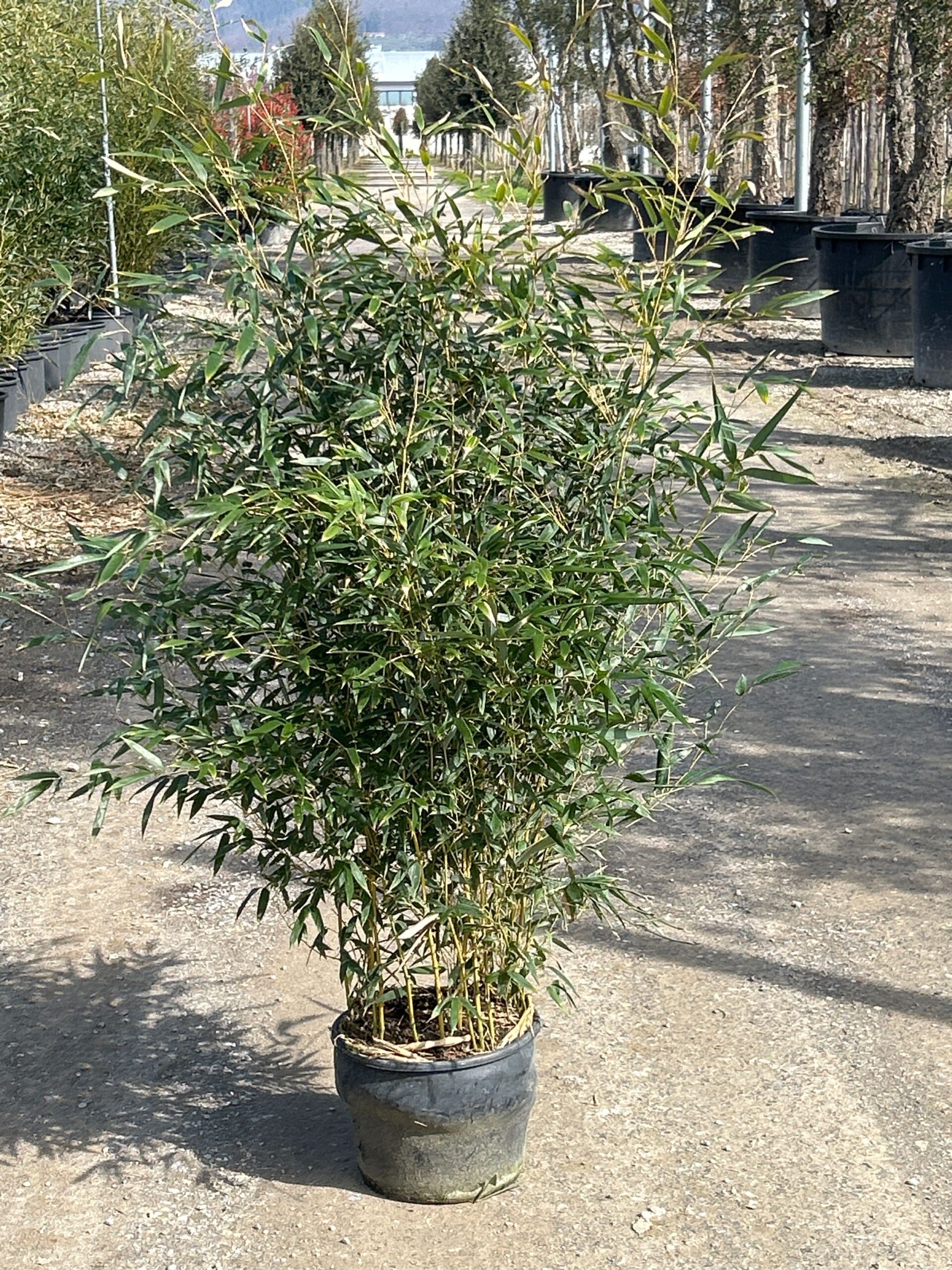 Bambusa phyllost 'AUREA' Bambusa phyllost 'AUREA' - slika 1