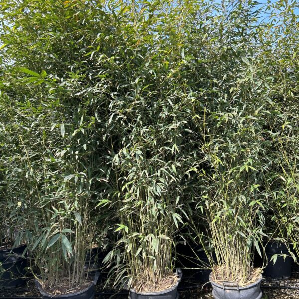 Bambusa phyllost 'AUREA'