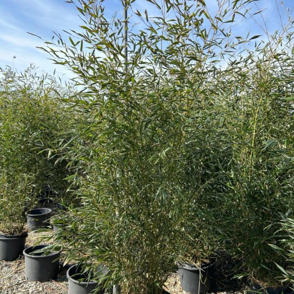 Bambusa phyllost 'BISSETII'
