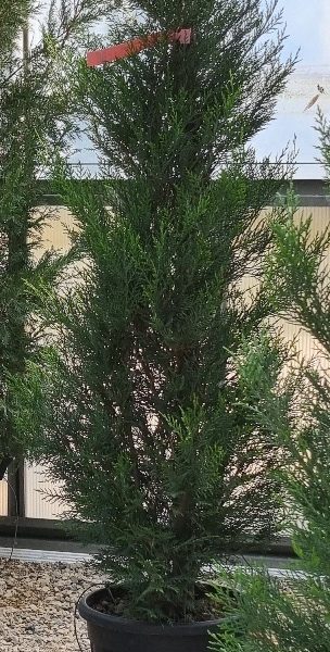 Cupressocyparis leylandii 2001 (Lejlandova cipresa)