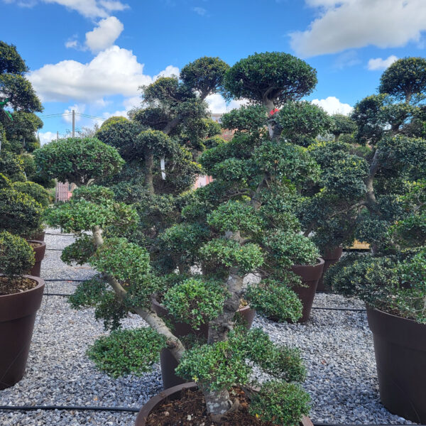 Ilex crenata 'KINME'