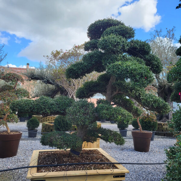 Ilex crenata 'KINME'
