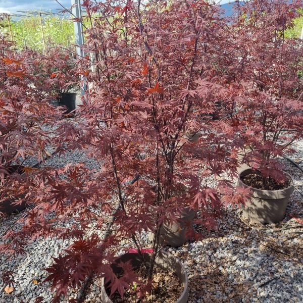 Acer palmatum 'Bloodgood' (Rdečelistni pahljačasti javor)