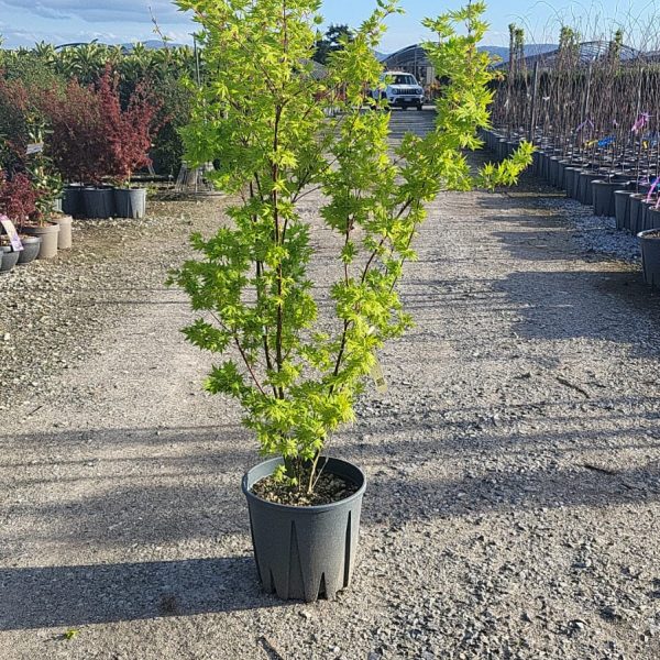 Acer palmatum 'Going Green' (Pahljačasti javor)