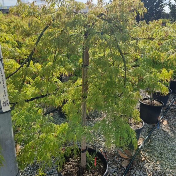 Acer palmatum 'DISSECTUM VIRIDIS'