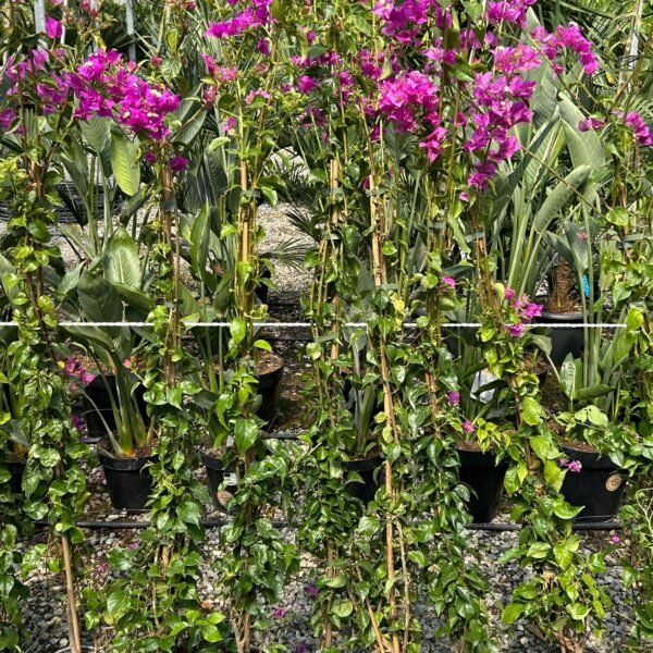 Bougainvillea glabra 'SANDERIANA'