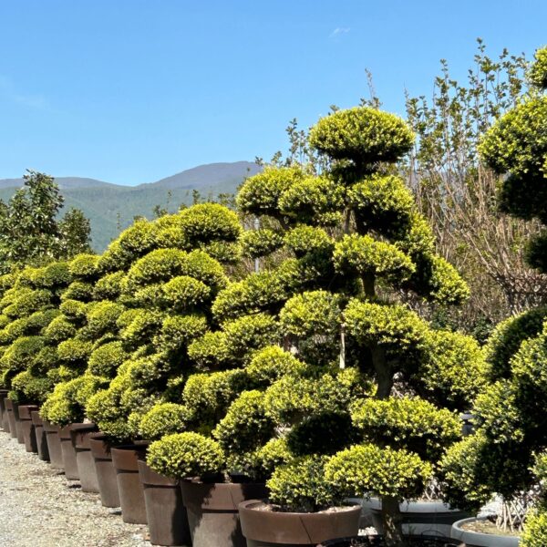 Ilex crenata 'KINME'