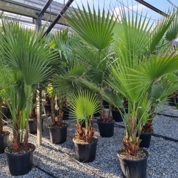Washingtonia robusta