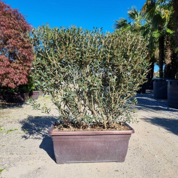 Phillyrea angustifolia