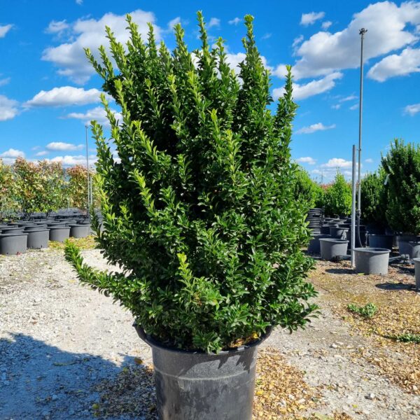 Euonymus jap. 'Benkomasaki' Japonska trdoleska