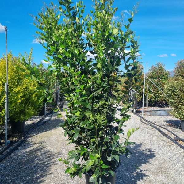 Ligustrum texanum 'FASTIGIATA'