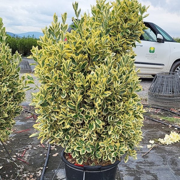 Euonymus japonicus Bravo
