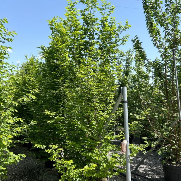 Carpinus betulus