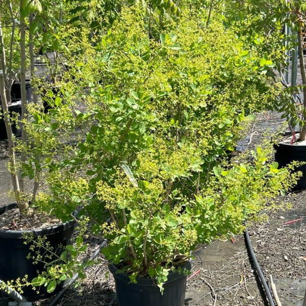 Cotinus coggygria 'Young Lady' (Navadni ruj)