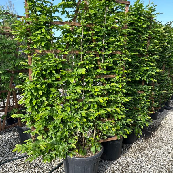 Carpinus betulus -(Gaber - bariera)