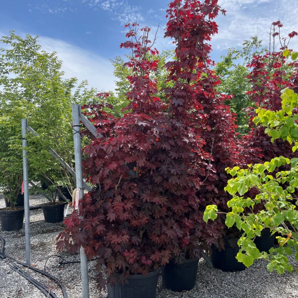 Acer platanoides 'Crimson Sentry' (Rdečelistni ostrolistni javor)