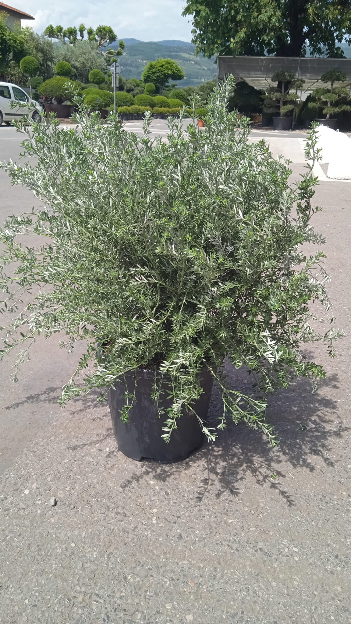 Westringia fruticosa Westringia fruticosa - slika 1