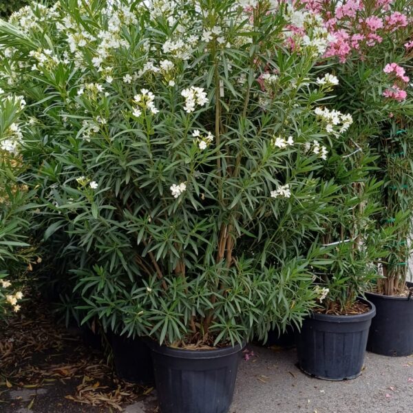 Nerium oleander 'BIANCO SEMPLICE'