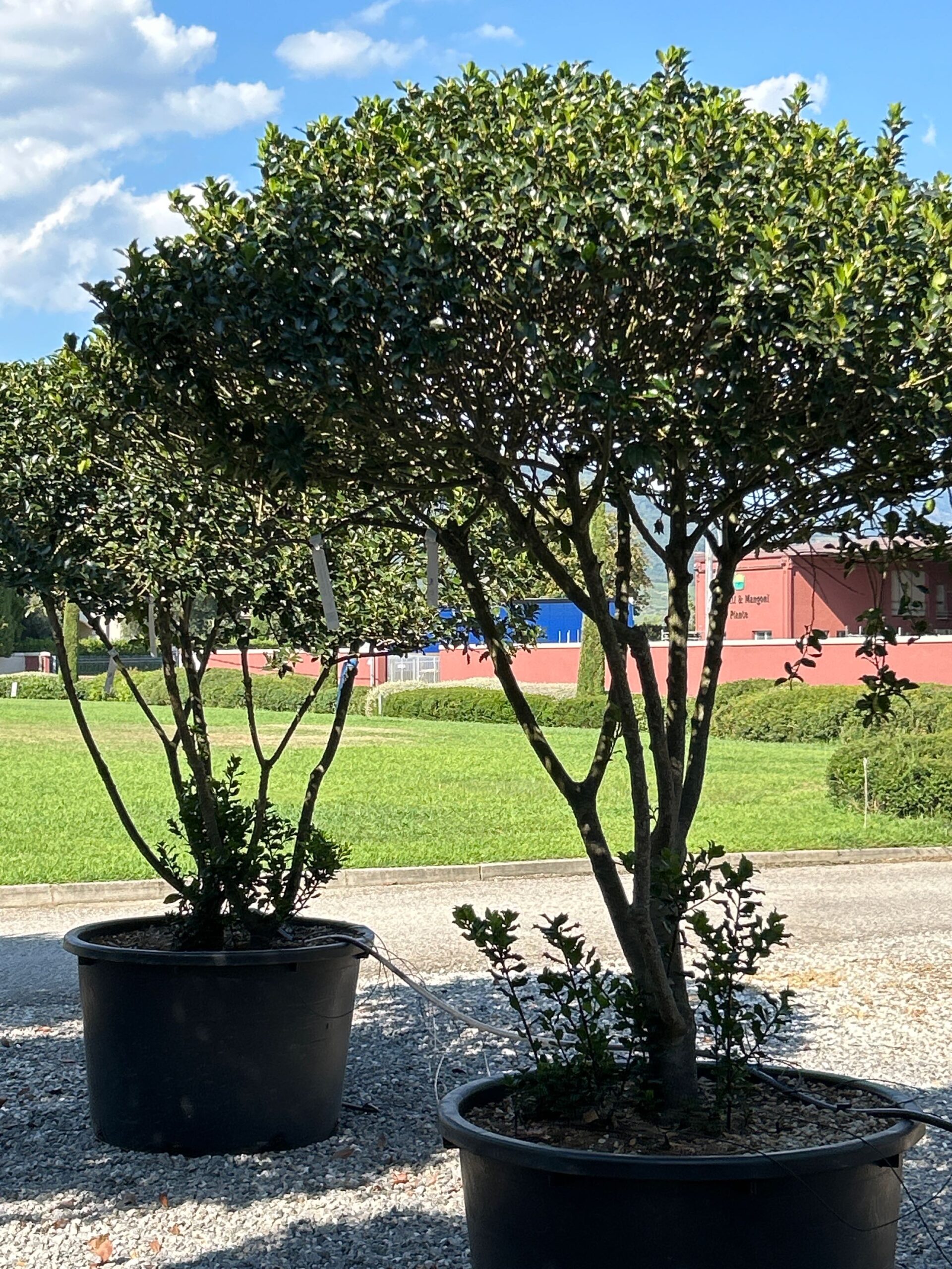 Ilex × MESERVEAE 'BLUE ANGEL' Ilex × MESERVEAE ''BLUE ANGEL' - slika 1