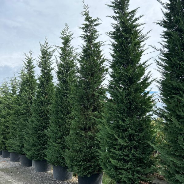Cupressocyparis leylandii (Lejlandova cipresa)