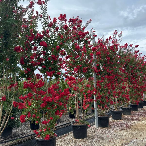 Lagerstroemia × DYNAMITE