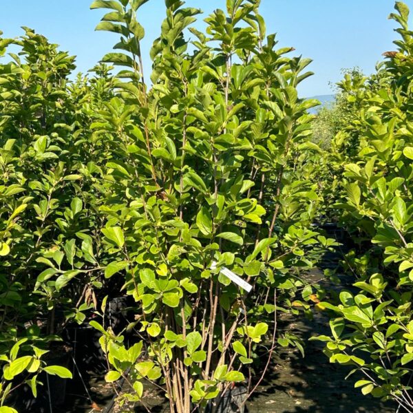 Magnolia x soulangeana 'Alba Superba' (Magnolija)
