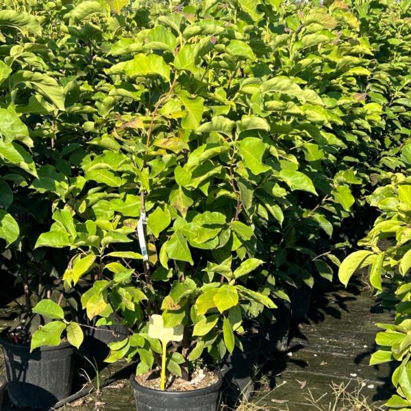 Magnolia x soulangeana 'Alba Superba' (Magnolija)