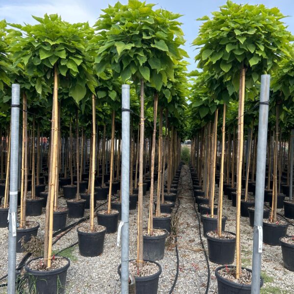 Catalpa bungei