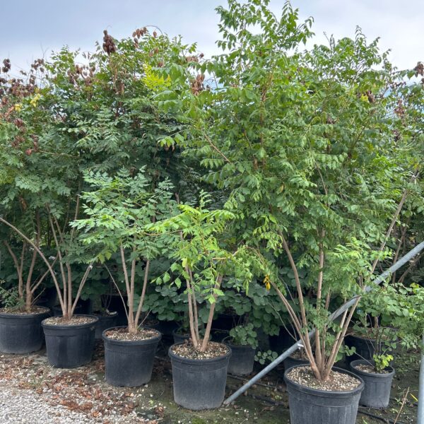 Koelreuteria paniculata