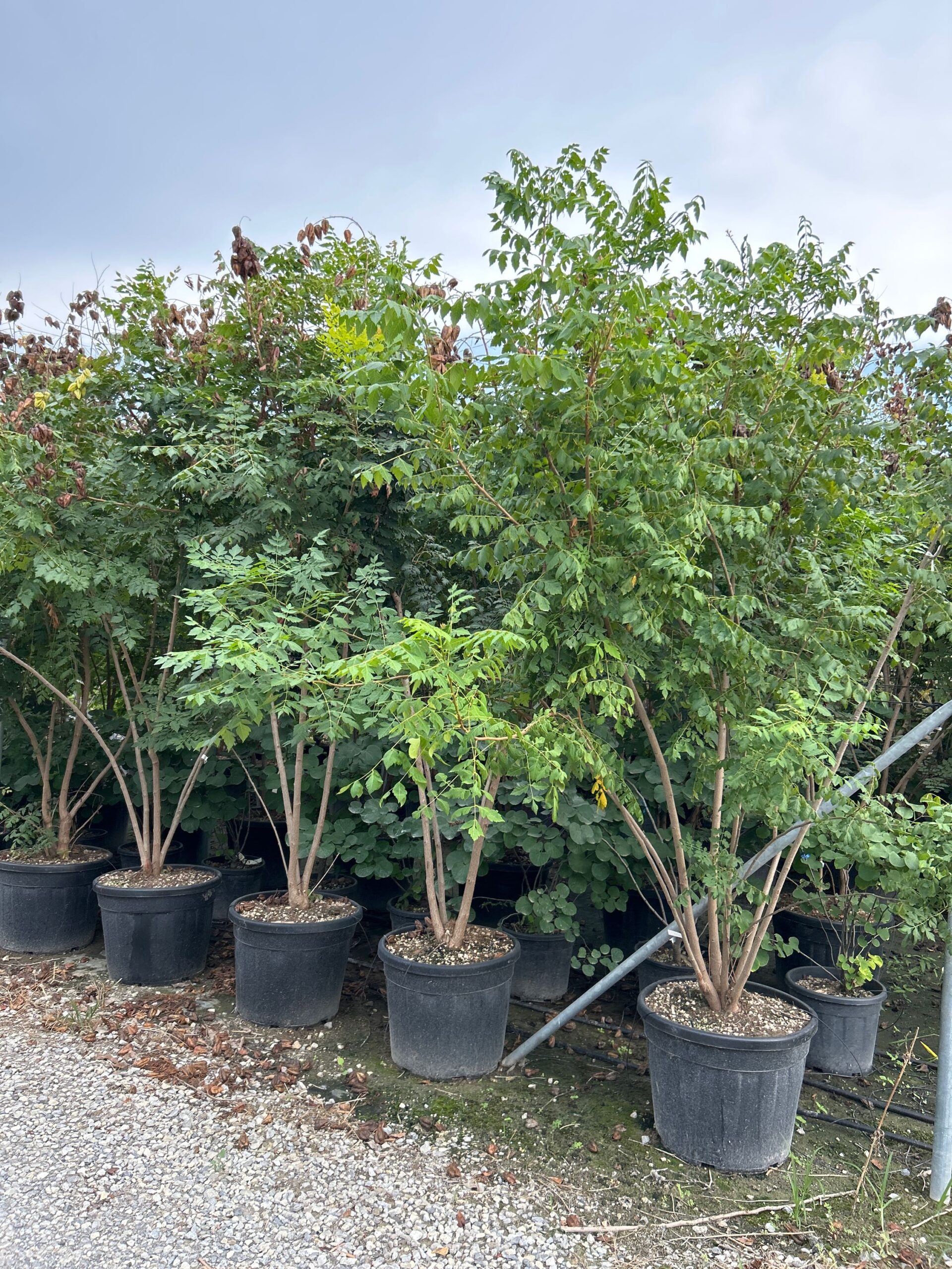 Koelreuteria paniculata Koelreuteria paniculata - slika 1