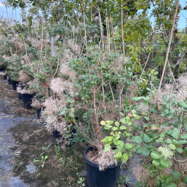 Cotinus coggygria 'Young Lady' (Navadni ruj)