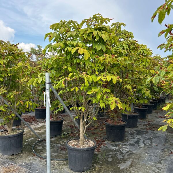 Aesculus hippocastanum 'PYRAMIDALIS'