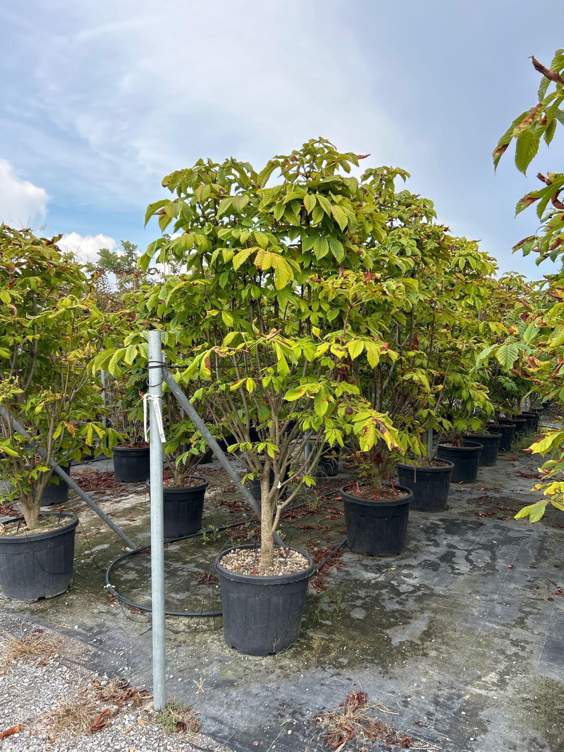 Aesculus hippocastanum 'PYRAMIDALIS' Aesculus hippocastanum 'PYRAMIDALIS' - slika 1