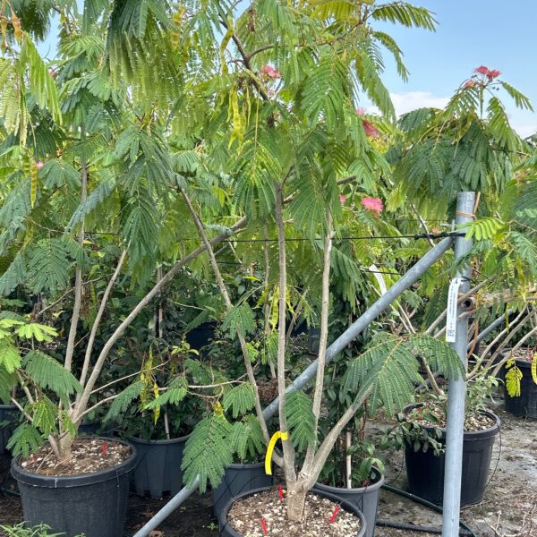 Albizia julibrissin 'OMBRELLA'