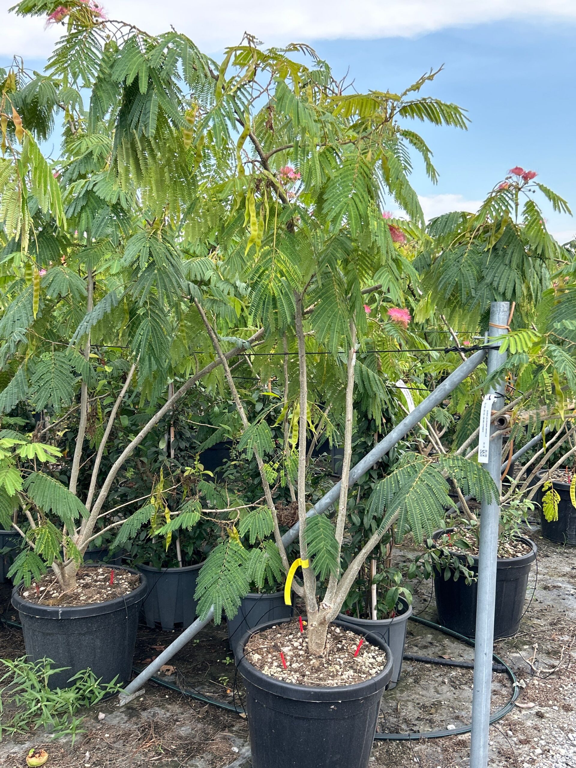 Albizia julibrissin 'OMBRELLA' Albizia julibrissin 'OMBRELLA' - slika 1
