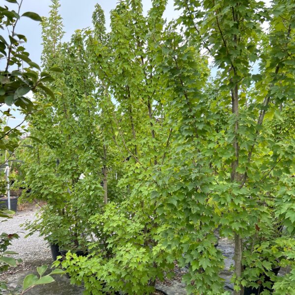 Acer rubrum 'JOSEPH'