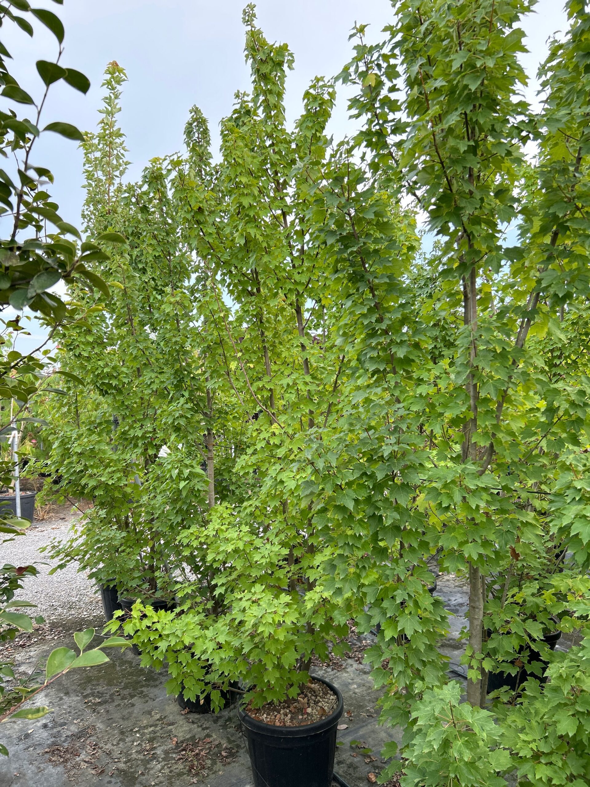 Acer rubrum 'JOSEPH' Acer rubrum 'JOSEPH' - slika 1