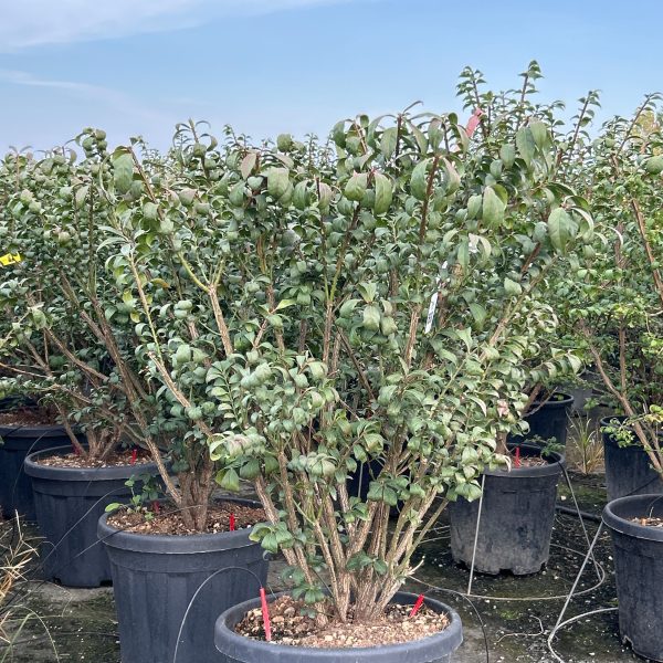 Euonymus alatus 'Compactus' (Krilata trdoleska)