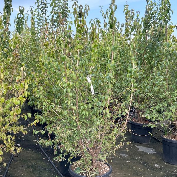 Cornus mas (Rumeni dren)